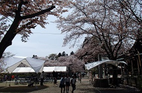 2015年4月11日　桜山さくら祭り～花見でボノボ～
